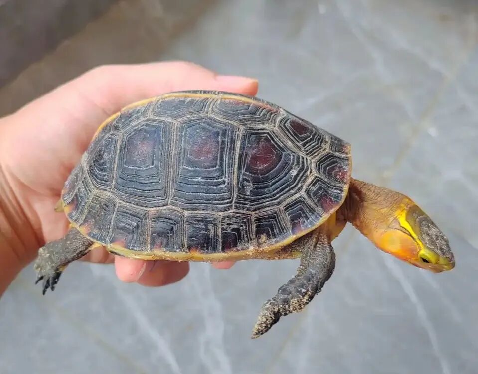 中国本土乌龟品种有哪些？（15种土生土长的中国本土乌龟）