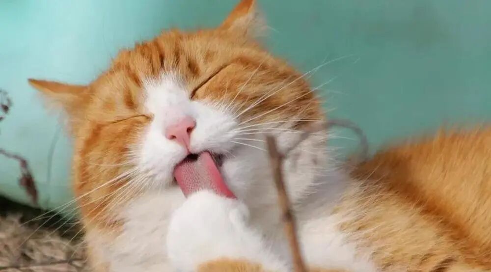 猫咪自己洗脸有什么含义？（猫咪洗脸的4个意义）