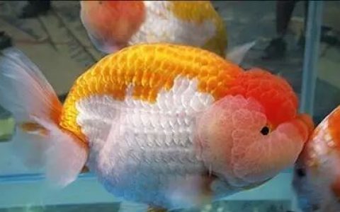 家庭饲养金鱼攻略之二：如何挑选好金鱼？