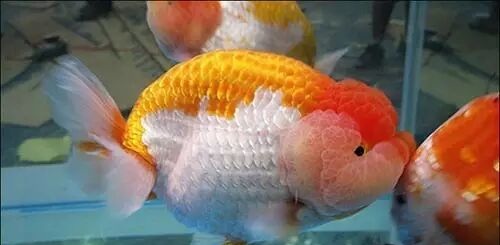 家庭饲养金鱼攻略之二：如何挑选好金鱼？