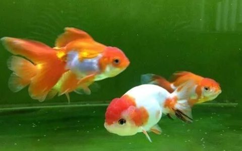 家庭饲养金鱼攻略之九：阴雨天金鱼生病或死亡的原因？