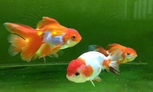 家庭饲养金鱼攻略之九：阴雨天金鱼生病或死亡的原因？