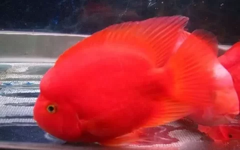 哪些鱼不适合混养在一起？（11种鱼不适合混养的鱼）