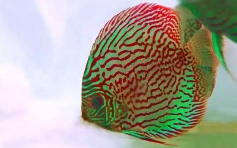 养观赏鱼如何知道应该喂多少？（如何判断观赏鱼喂食的量）