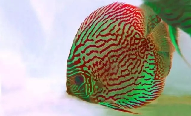 养观赏鱼如何知道应该喂多少？（如何判断观赏鱼喂食的量）