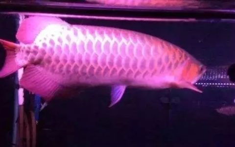 鱼缸底部的垃圾怎么清理？