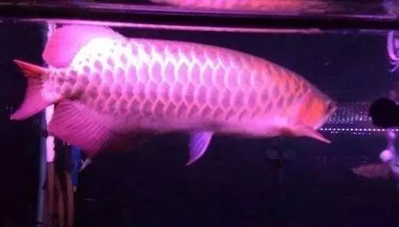 鱼缸底部的垃圾怎么清理？