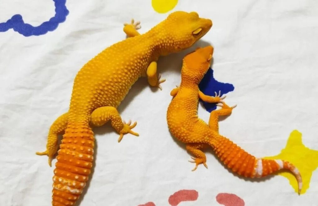 养豹纹守宫应该怎么喂食？（豹纹守宫吃什么好？）