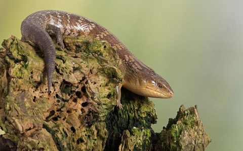 塔宁巴蓝舌石龙子品种介绍及地理分布