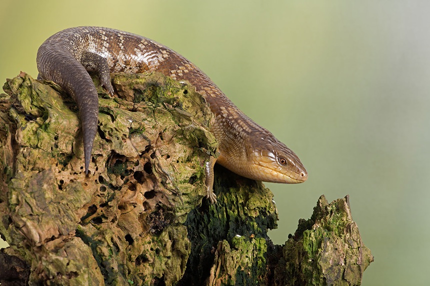 塔宁巴蓝舌石龙子品种介绍及地理分布