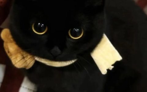 5种招财界的扛把子猫咪介绍，玄猫第一