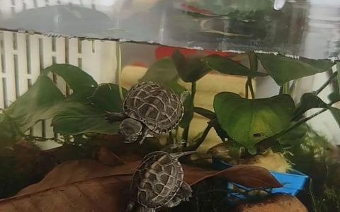 冬天怎么养乌龟？（冬天养乌龟注意事项）