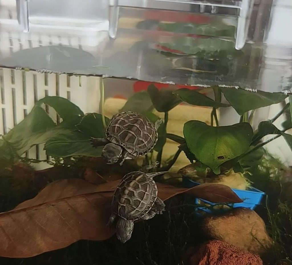 冬天怎么养乌龟？（冬天养乌龟注意事项）