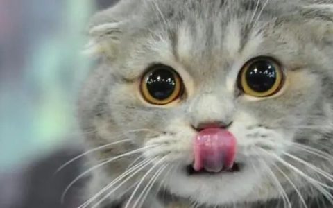 猫咪心事重重的表现有哪些？（如何解决猫咪心事重重？）