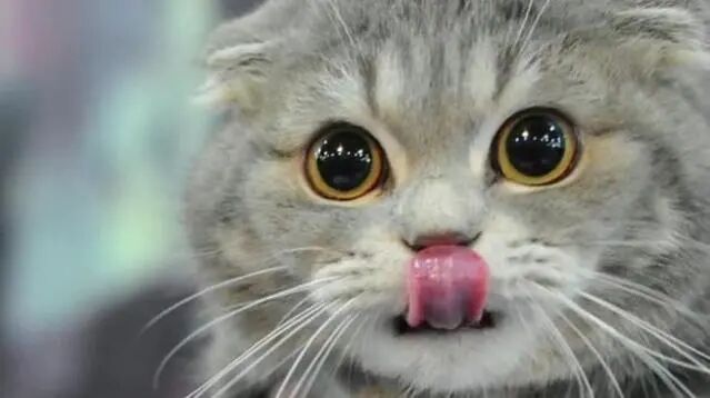 猫咪心事重重的表现有哪些？（如何解决猫咪心事重重？）