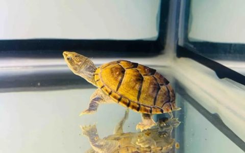 新手养乌龟该养哪些品种？4种超皮实适合新手的乌龟推荐