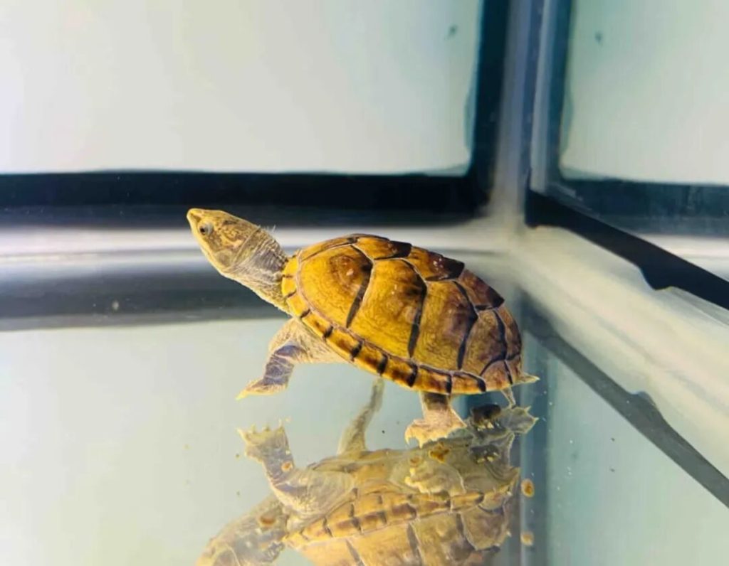 新手养乌龟该养哪些品种？4种超皮实适合新手的乌龟推荐