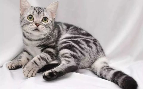 最适合家庭饲养的猫咪品种推荐（家里养猫最适合哪些品种？）