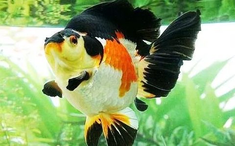 家庭饲养金鱼攻略之三：新买金鱼入缸前的处理手法