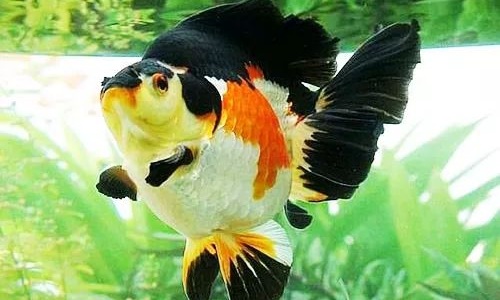 家庭饲养金鱼攻略之三：新买金鱼入缸前的处理手法