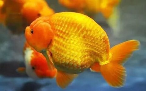 家庭饲养金鱼攻略之十：金鱼寄生虫病的治疗和预防