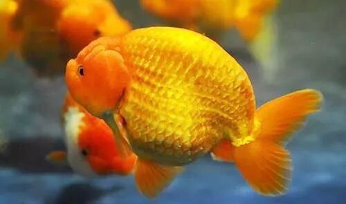 家庭饲养金鱼攻略之十：金鱼寄生虫病的治疗和预防