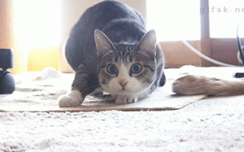 猫咪为什么爱扭屁股？（猫咪扭屁股的原因）