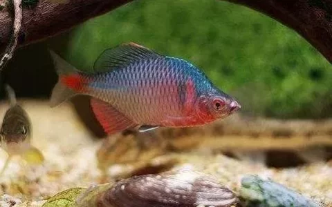 长期开启鱼缸灯，会不会有抑制观赏鱼生长的反作用？