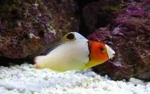 观赏鱼生病的七大原因（观赏鱼生病的治疗方法）