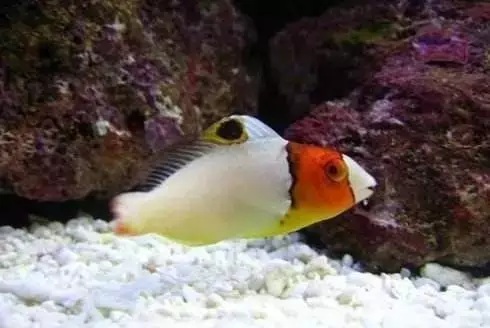 观赏鱼生病的七大原因（观赏鱼生病的治疗方法）