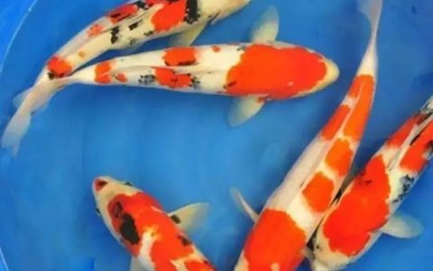 锦鲤鱼怎么养才有灵性？（如何养锦鲤鱼？）