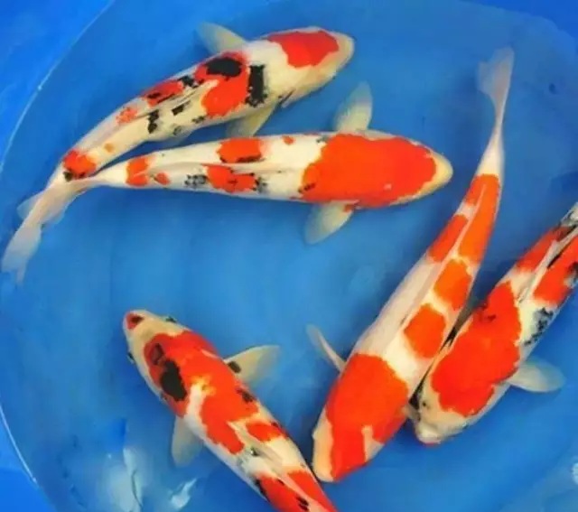 锦鲤鱼怎么养才有灵性？（如何养锦鲤鱼？）