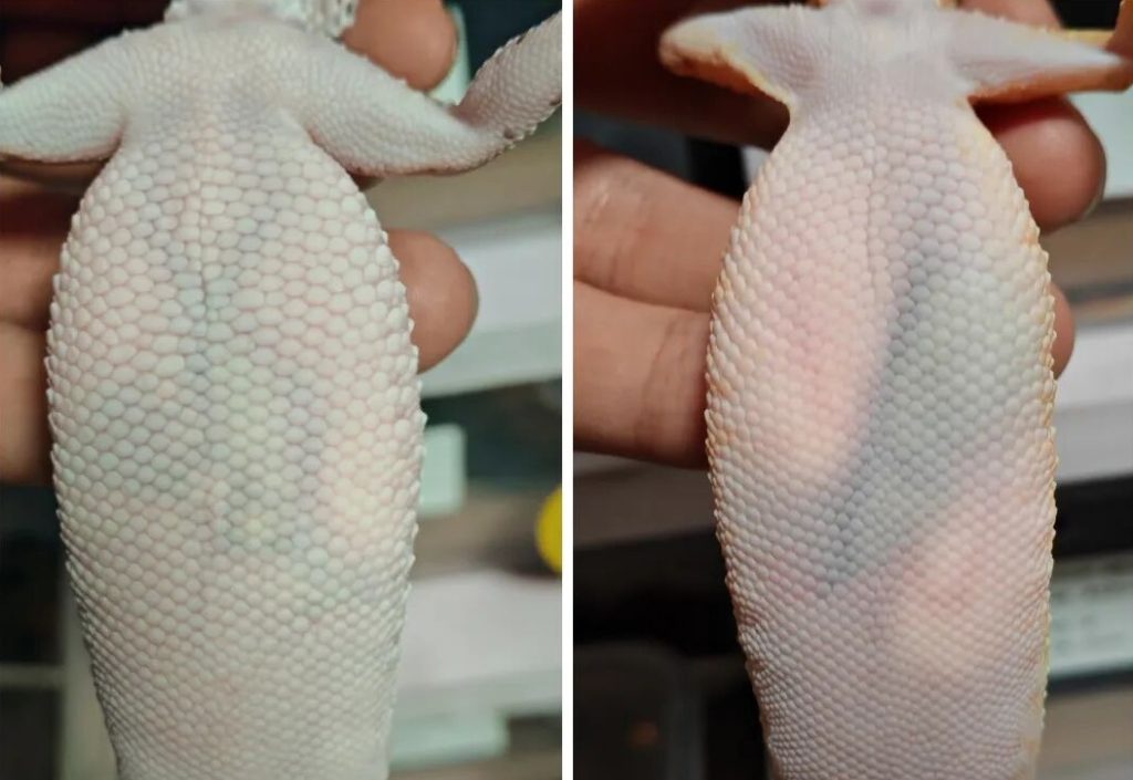 豹纹守宫什么时候能繁殖？什么时候适合繁殖？怎么繁育？