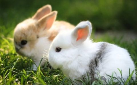 新手养兔子需要注意哪些？（宠物兔的养护指南）