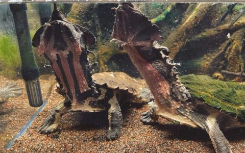 十大最不像乌龟的龟，你见过哪几种？