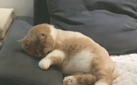 猫咪睡觉为什么会抖动？（猫咪睡觉抖动原因分析）