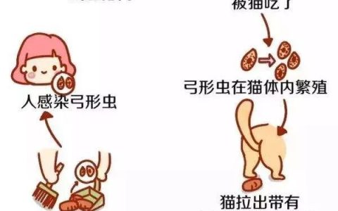 猫咪得了弓形虫病的危害以及预防措施