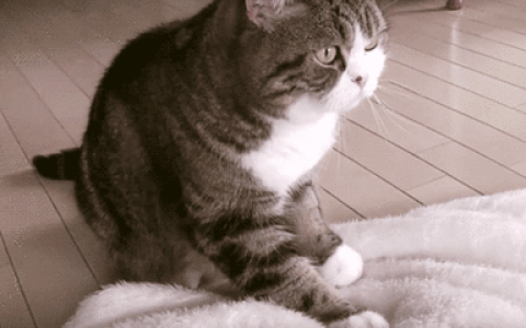 猫咪踩奶是撒娇还是“认妈”？（猫咪踩奶的意义）