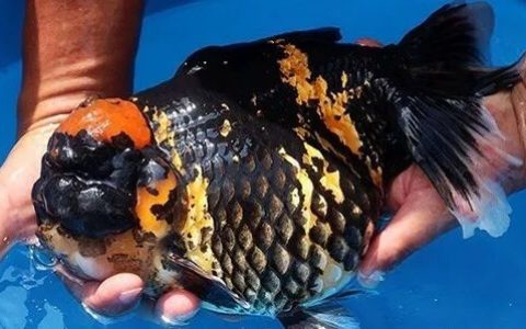 家庭饲养金鱼攻略之四：怎样把金鱼养大养肥！