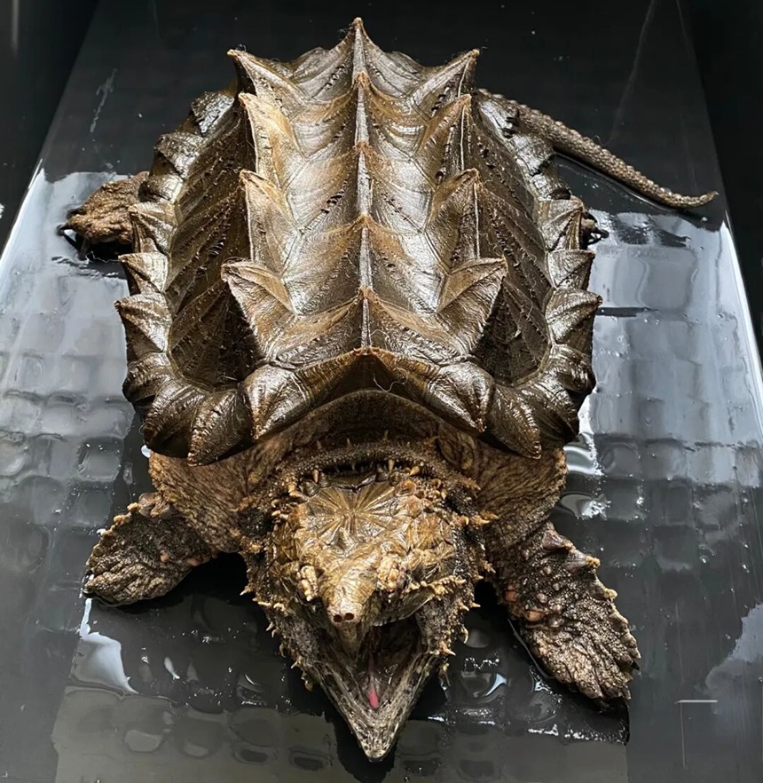 十大最不像乌龟的龟，你见过哪几种？