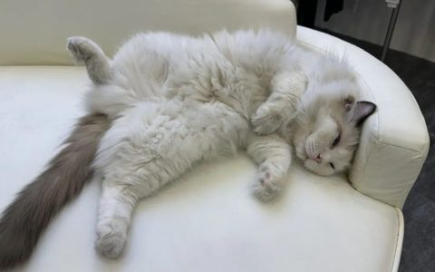 被猫咪抓伤了怎么办？（被猫咪抓伤后如何处理？）