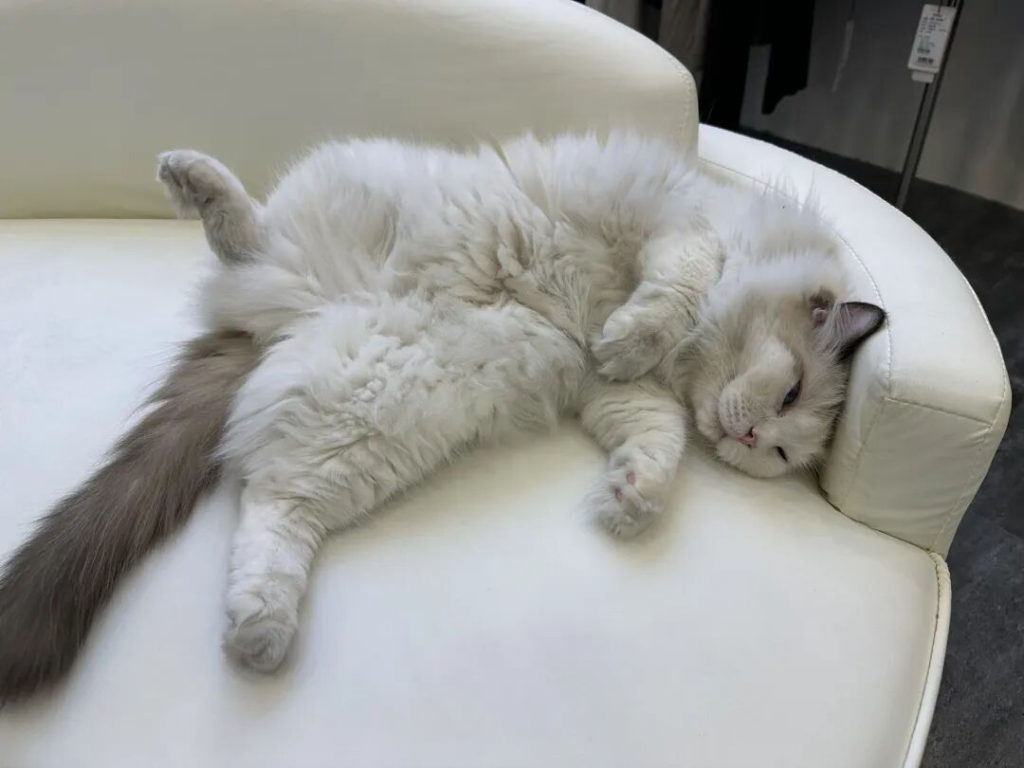 被猫咪抓伤了怎么办？（被猫咪抓伤后如何处理？）