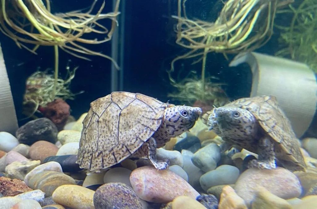 新手养乌龟该养哪些品种？4种超皮实适合新手的乌龟推荐