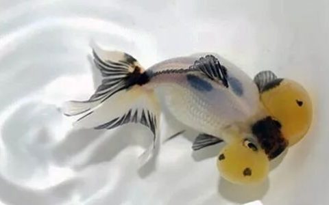 家庭饲养金鱼攻略之十一：维生素C对于金鱼的作用及其补充方法