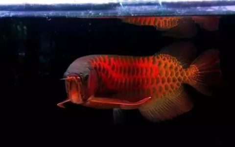 什么情况下不要往鱼缸里添加新鱼？