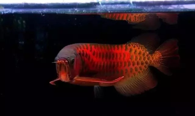 什么情况下不要往鱼缸里添加新鱼？