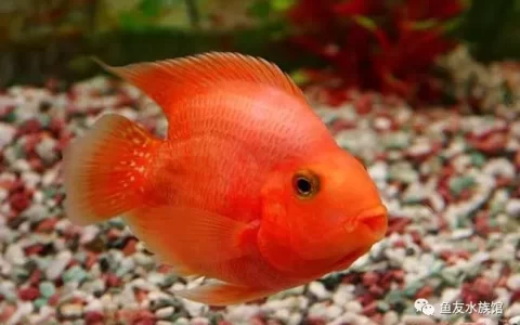 鹦鹉鱼怎么繁殖？（金刚鹦鹉鱼和红鹦鹉鱼繁殖注意事项）