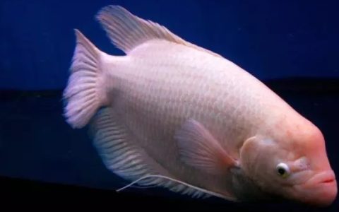 观赏鱼烂肉怎么办？（如何治疗观赏鱼烂肉？）