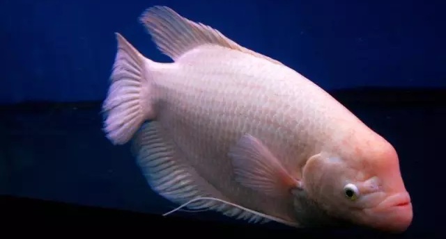 观赏鱼烂肉怎么办？（如何治疗观赏鱼烂肉？）