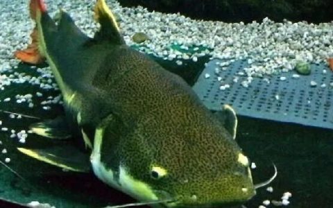 招财猫鱼怎么养？（招财猫鱼好不好养？）